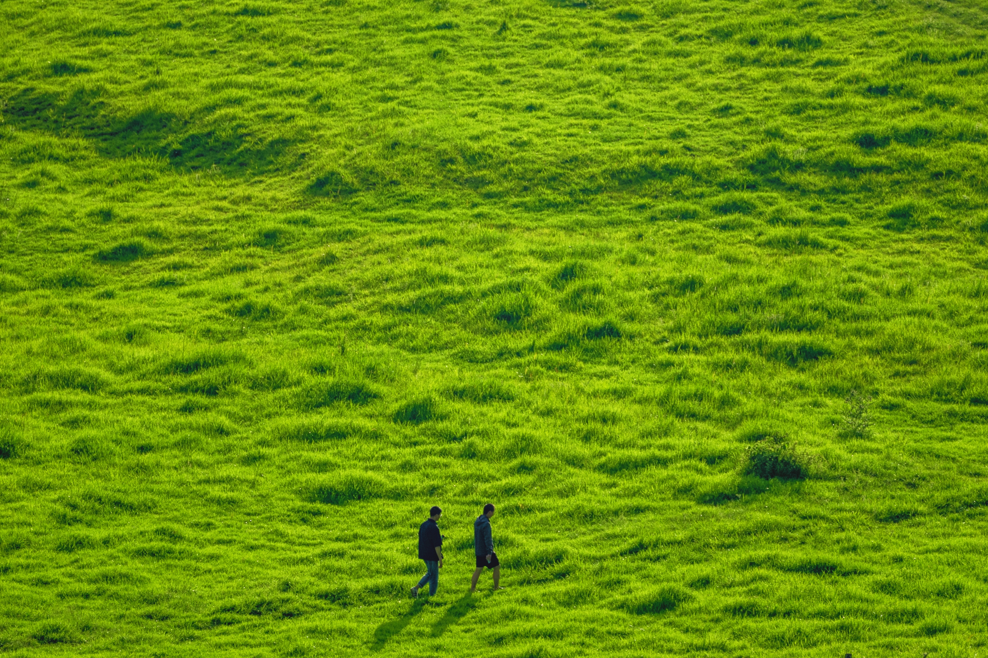 Alpine meadow