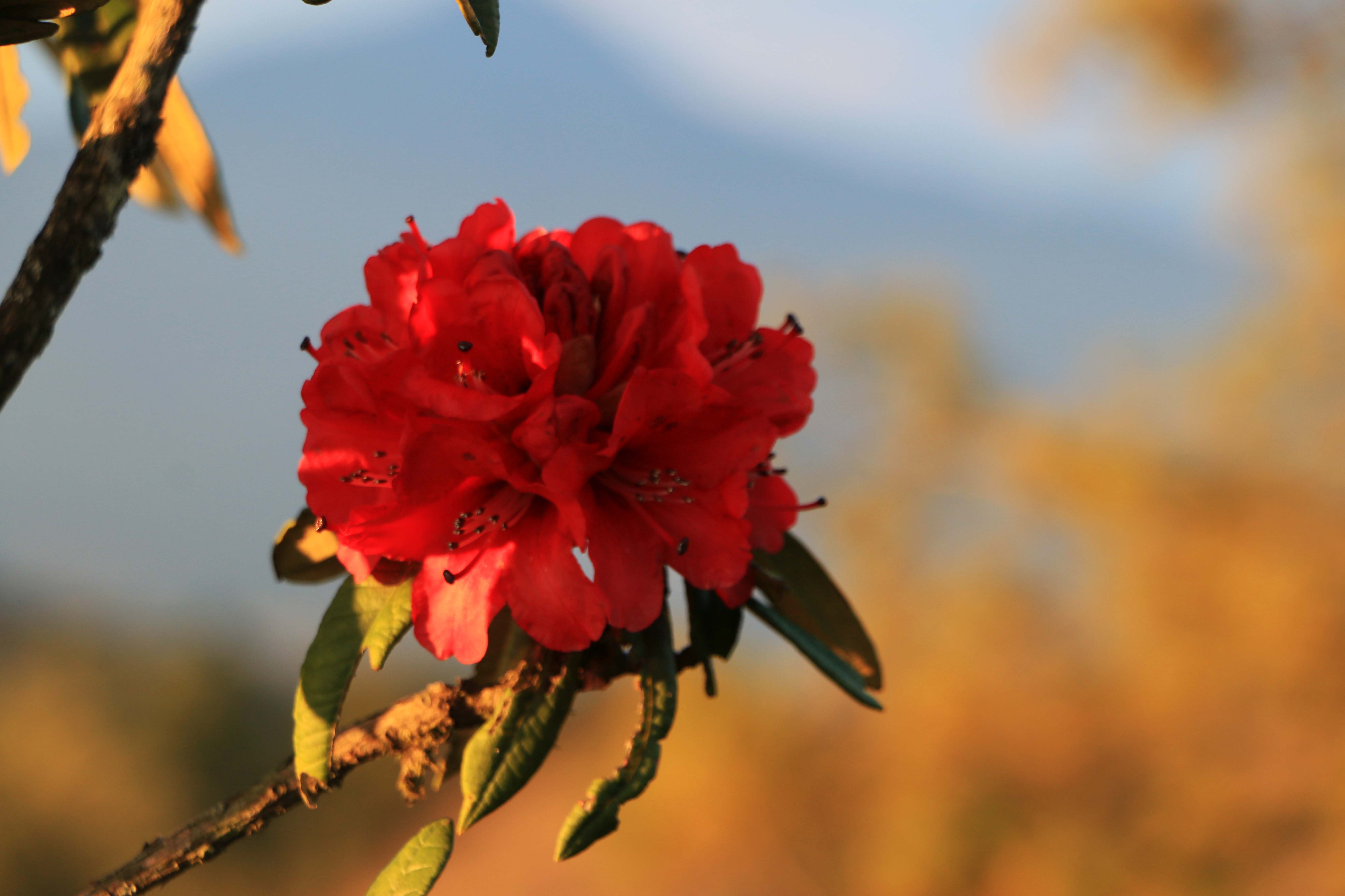Ten mile azalea